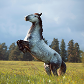 King Kladrubers add to royal status