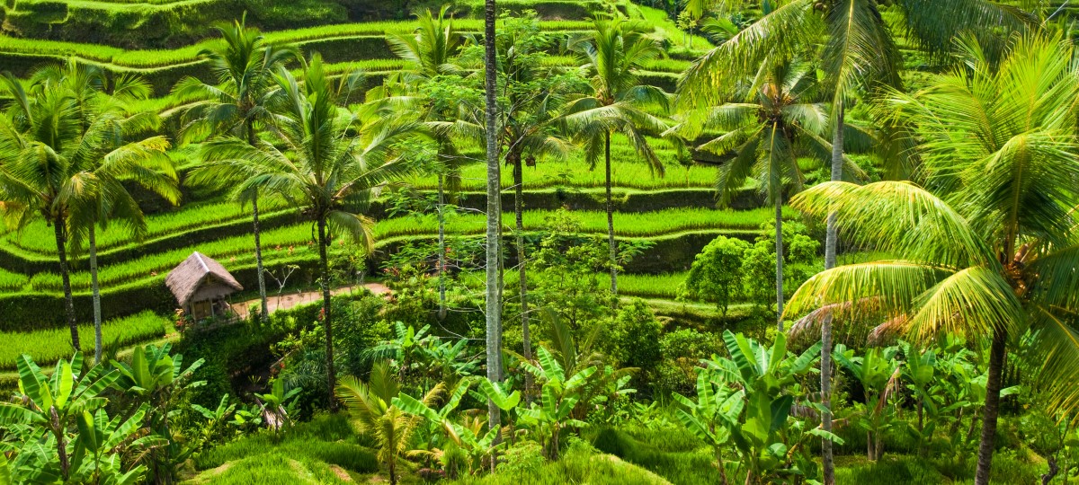 Ubud: Cultural Heart of Bali